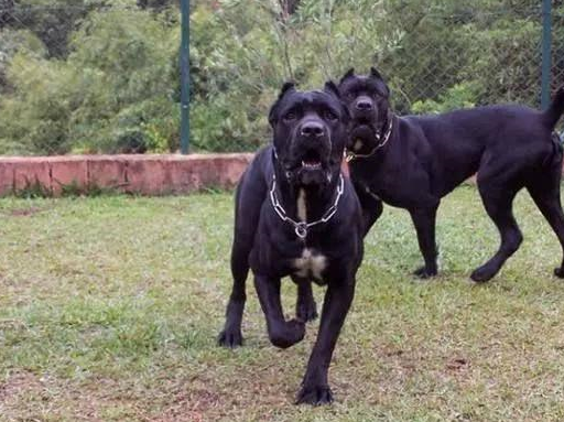 总之不能轻易招惹_狗狗_进攻_对方