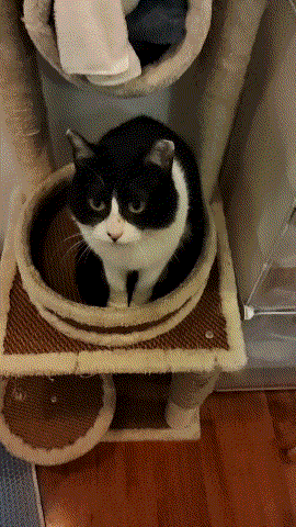 为啥我家猫越来越像油腻大叔!_猫咪_元凶_cats