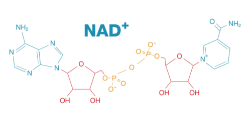 nad  代表烟酰胺腺嘌呤二核苷酸.