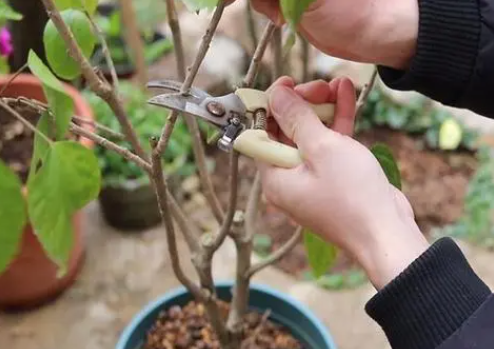 也即将开启,大部分灌木植物,在开春的时候,都需要进行修剪来控制株型