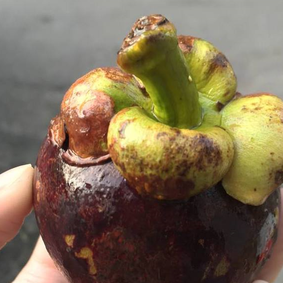 挑山竹别只顾"个头",记住这些小技巧,挑出来的山竹可口多汁_果肉_方法