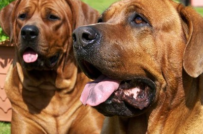 盘点世界上最凶的猛犬,中国也有一只名犬上榜!_杜高犬_藏獒_阿根廷