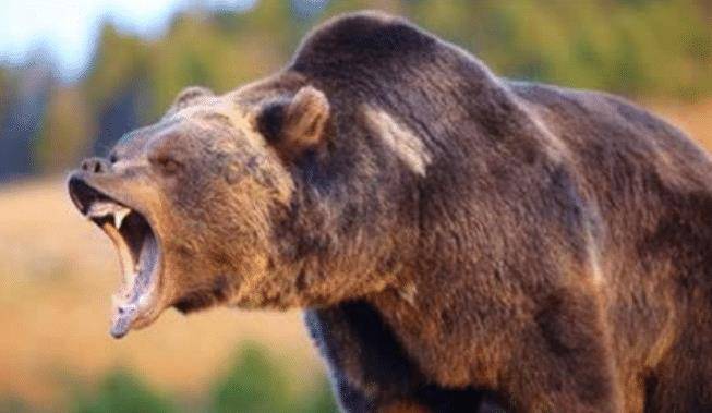 男子护熊13年却被熊吃掉,最后一刻录音被禁止传播_提摩西_灰熊_动植物