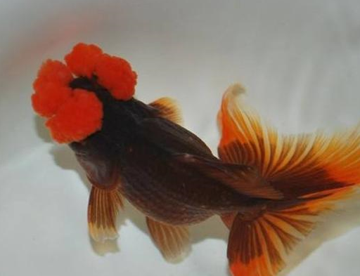 今年养鱼老道也想饲养一些比较好的传统金鱼品种,我就不信了,在我们