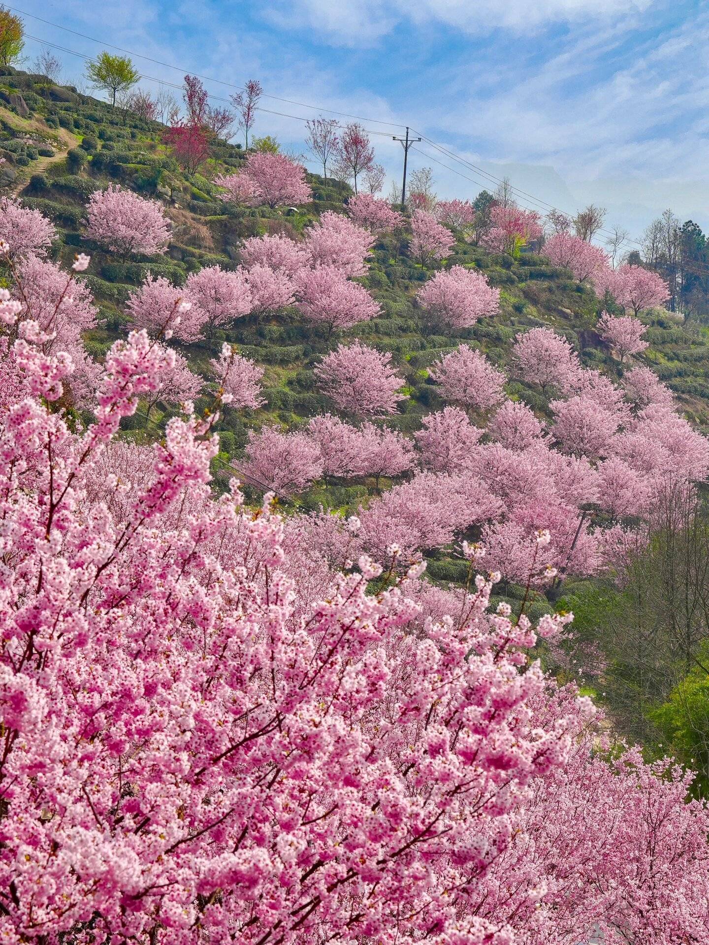 我愿称之为"重庆最治愈的花海"～_江津_机位_楼梯