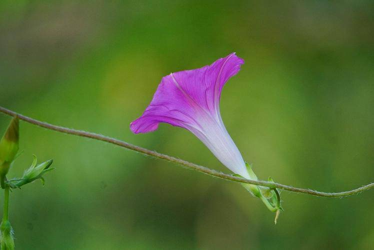 牵牛花的花序结构与花序发育过程