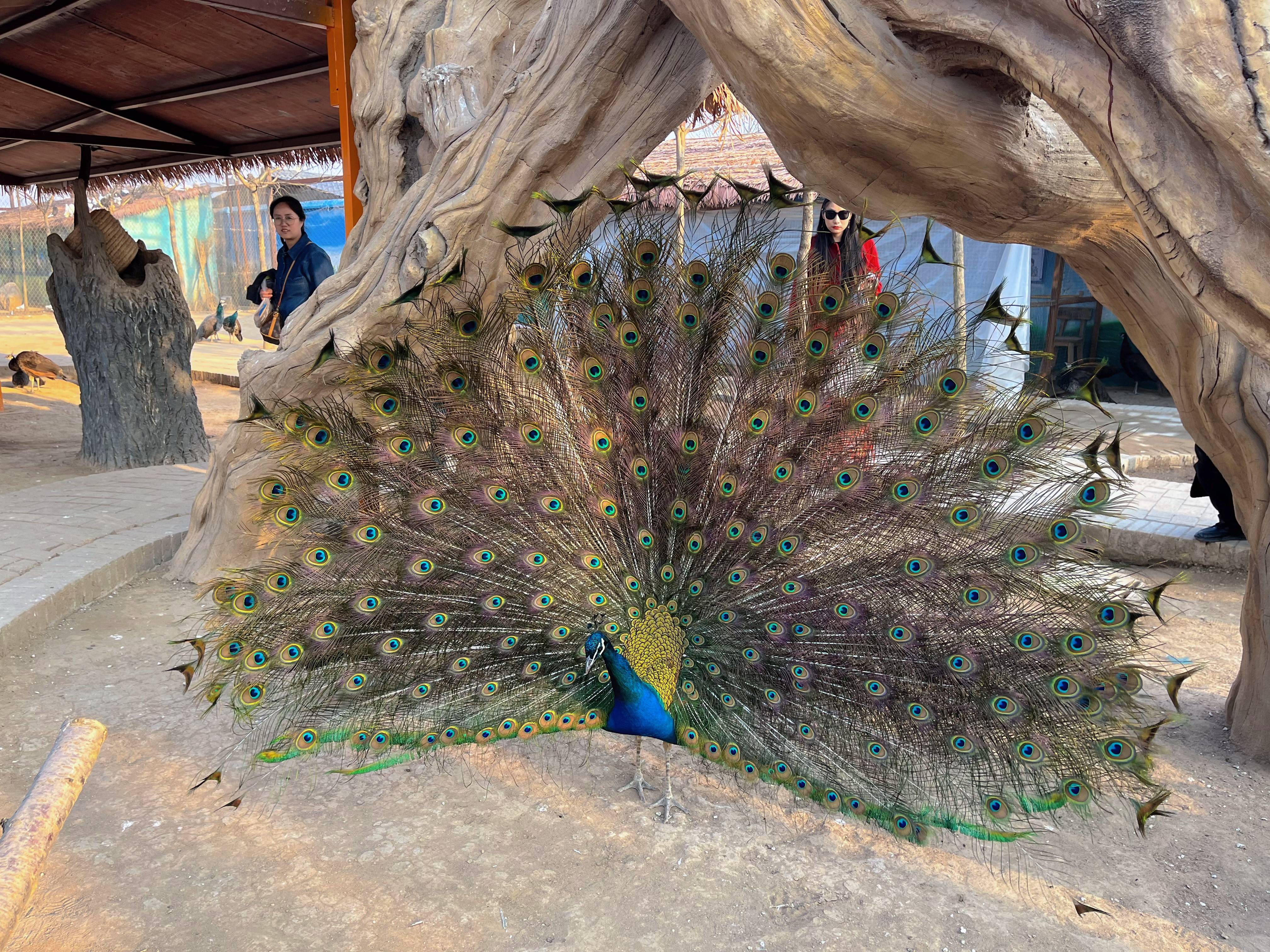 龙腾福跃 寻龙诀 与蒙迪欧新年游袁家村_篝火_一家人_动物园