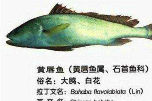 世界上"最贵"的鱼,在我国价格堪比黄金,有钱还不