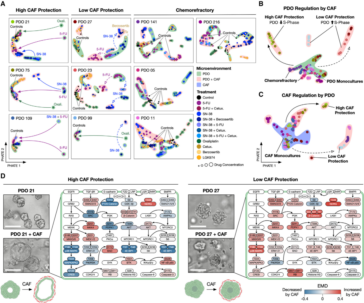 患者源类器官建模揭示肠癌化疗"保护伞"!_反应_癌细胞_药物
