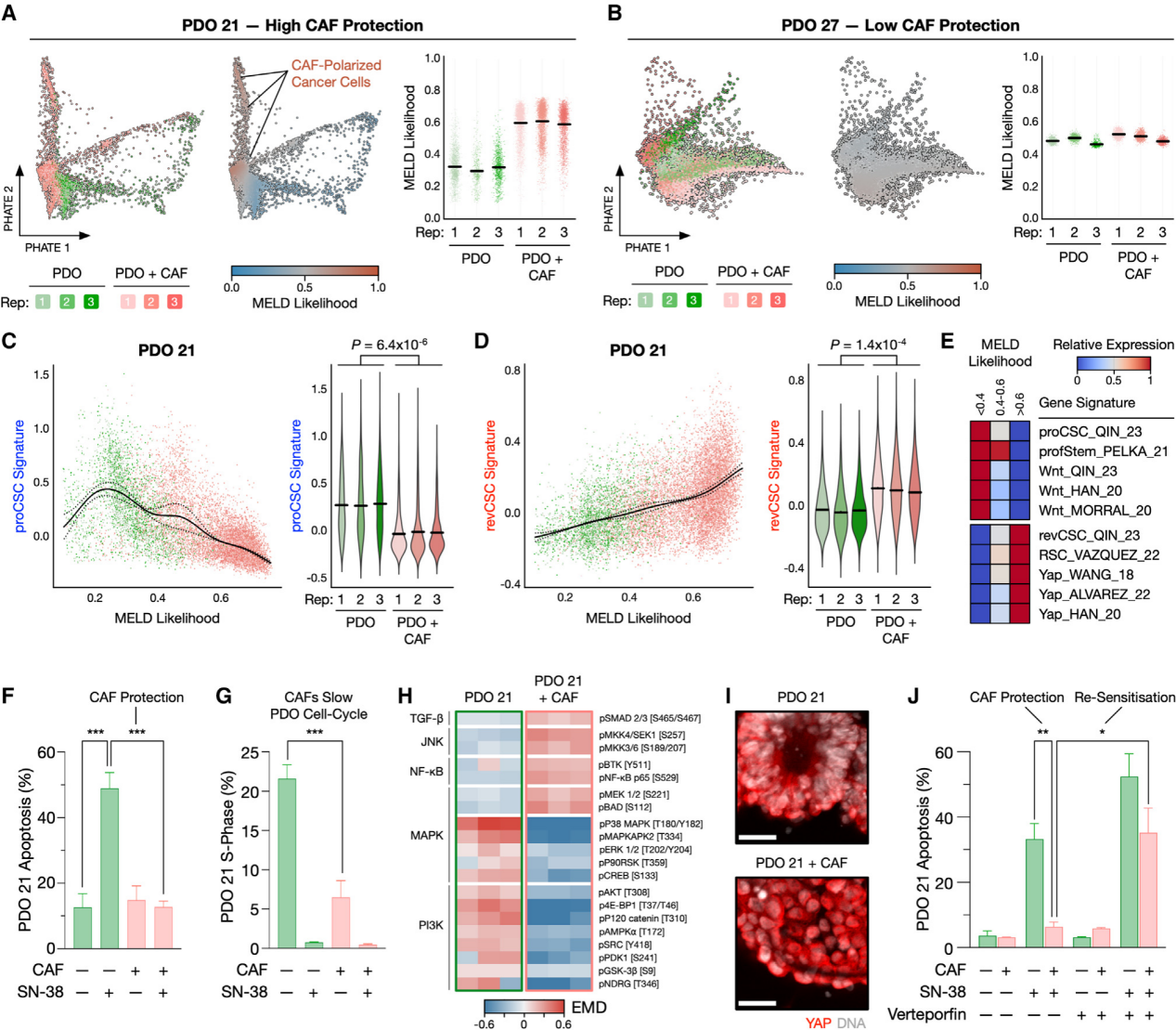 患者源类器官建模揭示肠癌化疗"保护伞"!_反应_癌细胞_药物