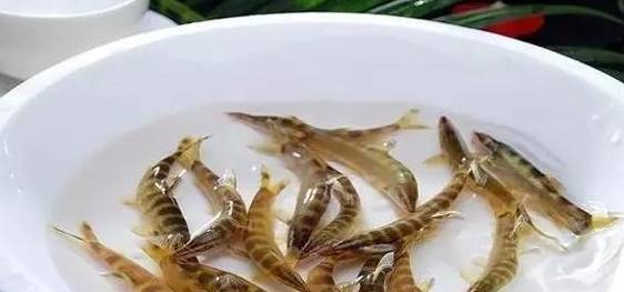 这种鱼长得泥鳅那样的大小,但鱼身有几道纹路,鱼肉滑嫩鲜美!