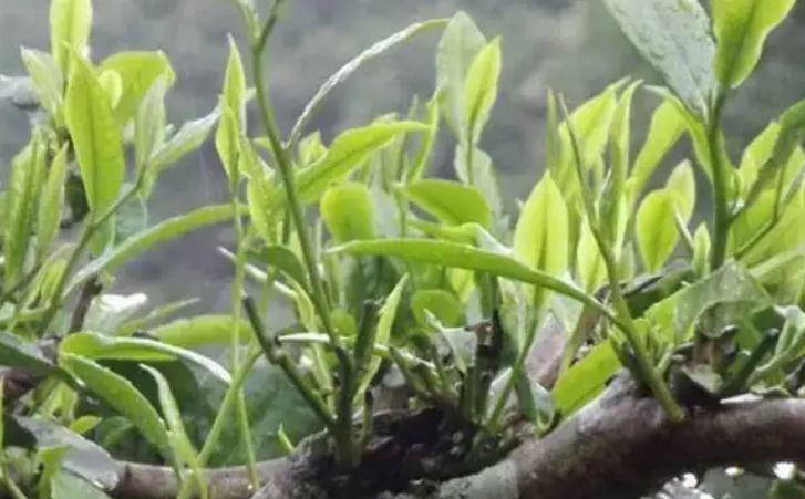 台地茶,小树茶,古树茶有什么区别 - 联茂号普洱茶_种植_树龄_茶树