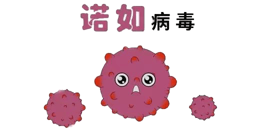 开学季,当心诺如病毒_污染_传播_食物