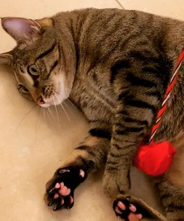 这只糙汉子猫竟然长着这么极品的猫爪_花猫_粉色_主人