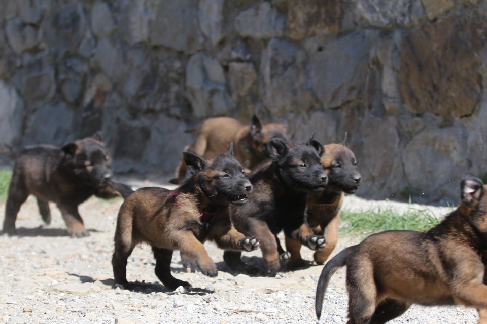 马犬生没生病,观察这几点,不用总往医院跑,没必要!_主人_肛门_耳朵