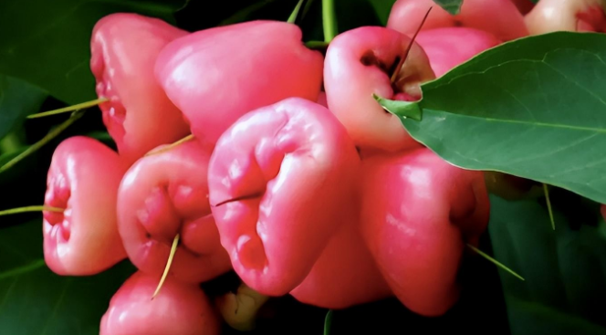 南方掉落一地无人去捡,运到北方成稀罕物卖50一斤_水果_莲雾_市场