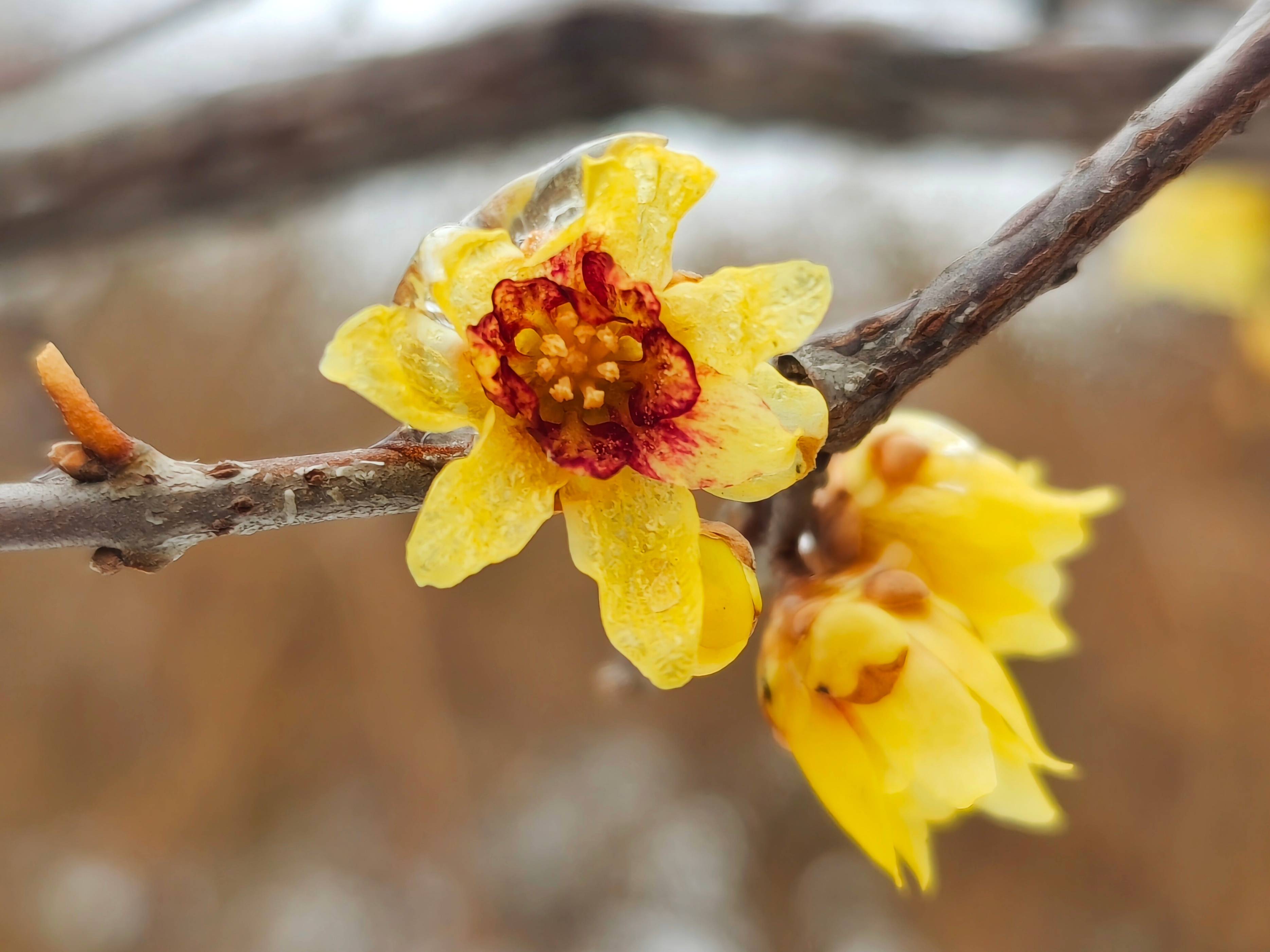 郯城:冻雨成冰 腊梅花晶莹剔透惹人迷_季节_雨雪_生命