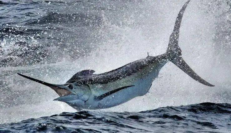 神秘旗鱼:从指甲盖大小"变身"为5米海洋巨兽的奇幻演变!