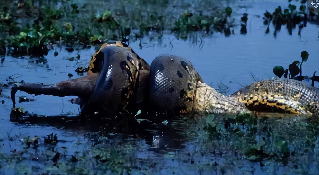 基因分析显示,新物种北方绿水蚺是现存最重蛇类,体重