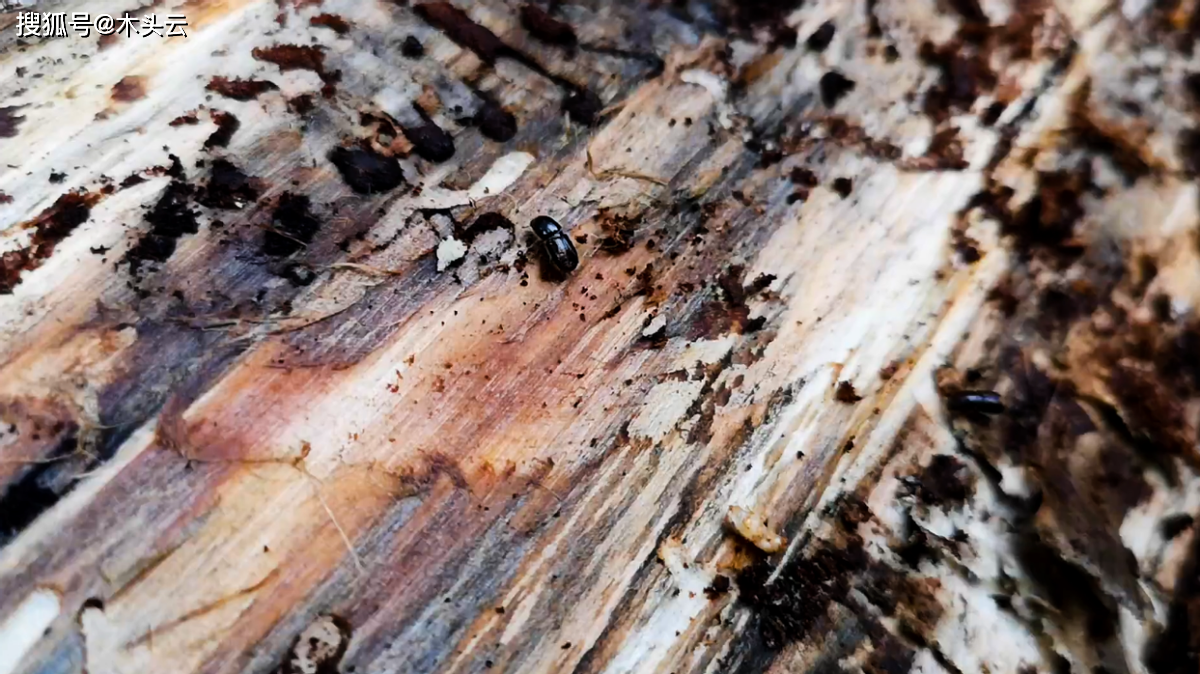 专家:南方松甲虫或大面积传播!南方松市场价格受打击?_木材_美国_树木