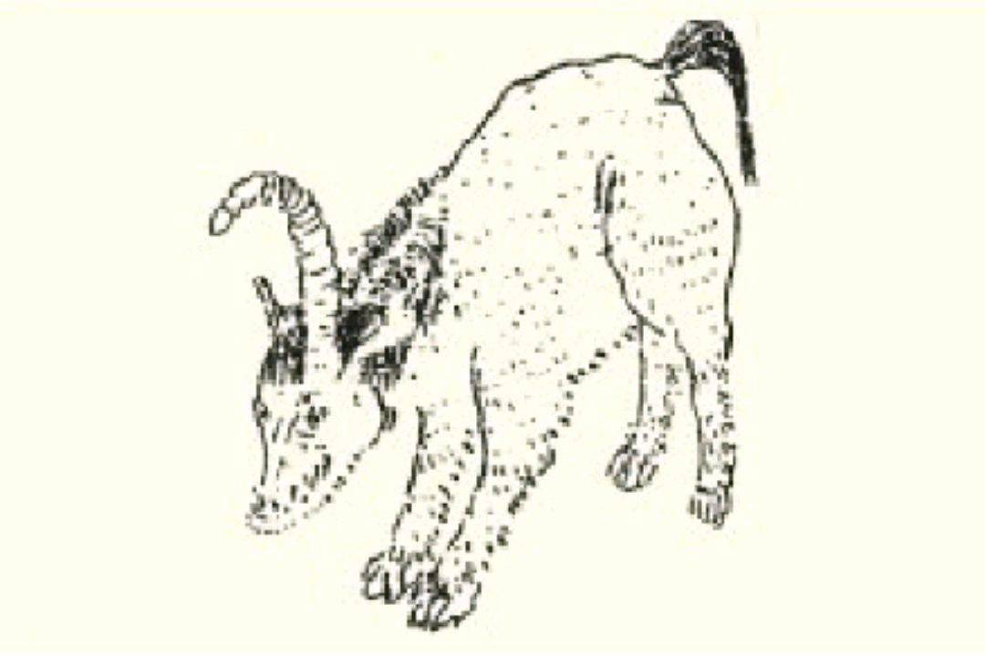 鳋鱼其中多鳋鱼,其状如鳣鱼,动则其邑有大兵.如鱼(上下)]魮之多