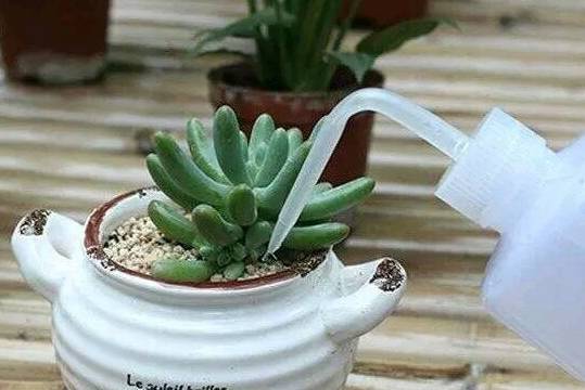 怎样判断多肉植物是否需要浇水?_花盆_进行_水分