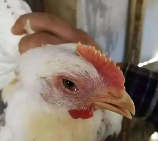 鸡子出现打喷嚏,咳嗽的症状通常是感冒的前期症状表现.