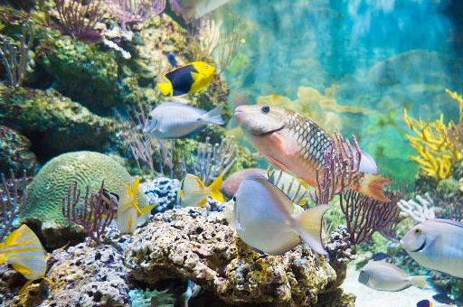 水草水族箱的造景 水草水族箱的造景技艺,造景并不难!_卵石_热带_轮廓
