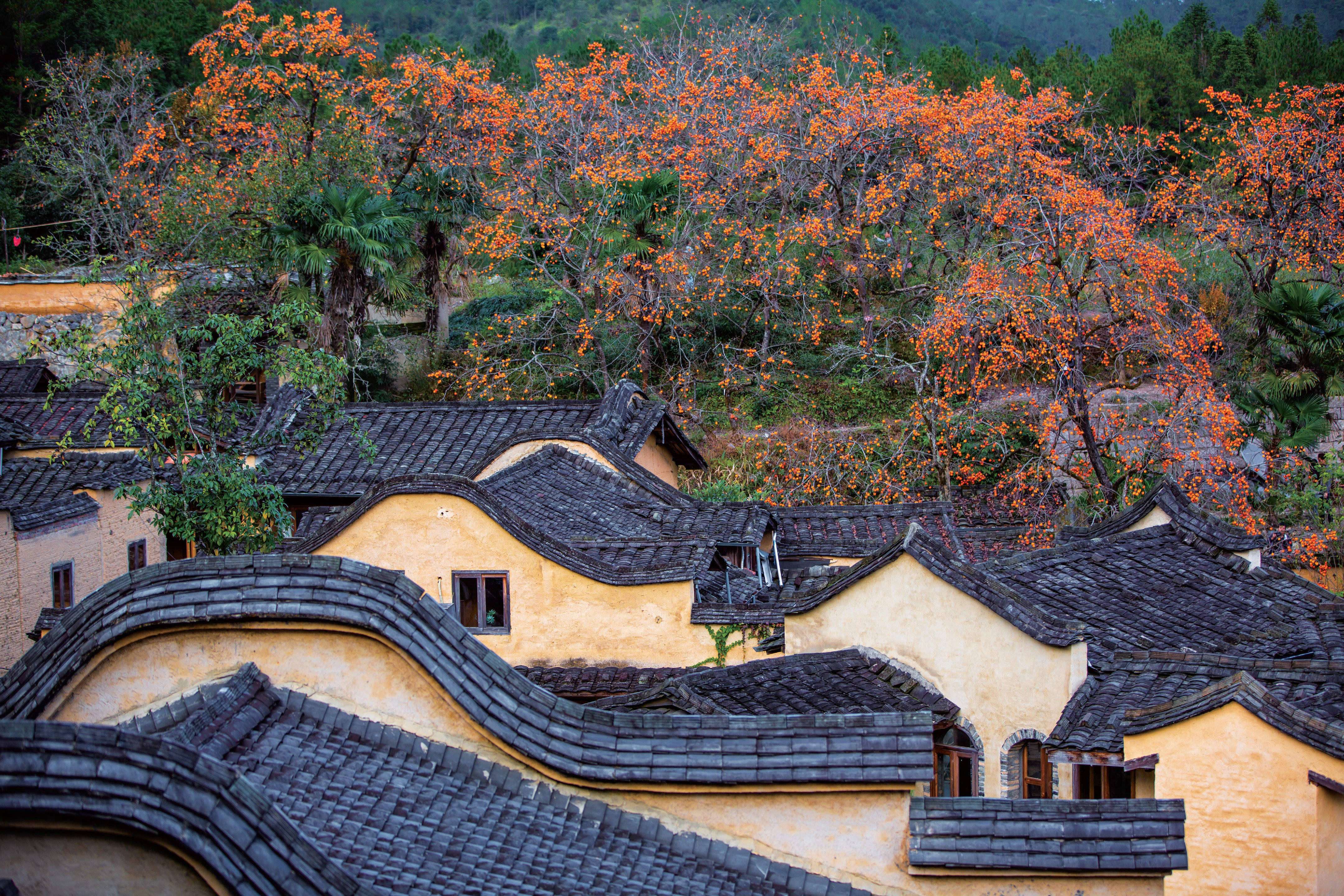 福建宁德屏南四坪村图片