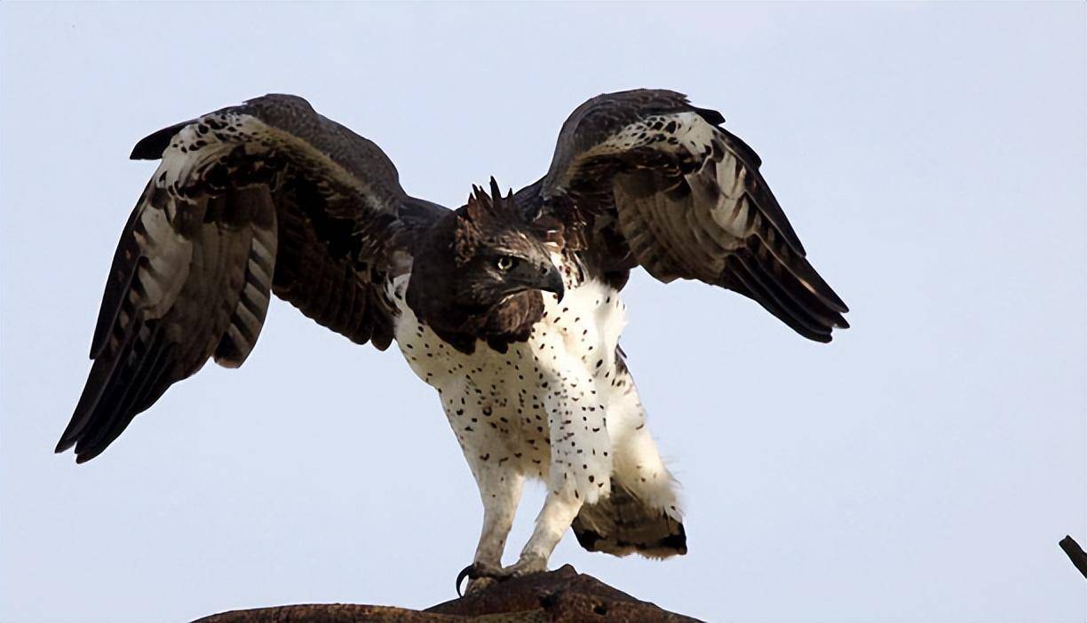 非洲最凶残的猛禽!活吃秃鹫和巨蜥,竟连花豹它也能够捕食?