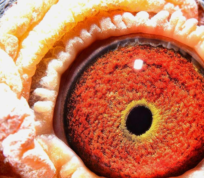 不同鸽眼砂适合什么天气,如何通过鸽眼砂配对提高获胜几率_花生_种鸽