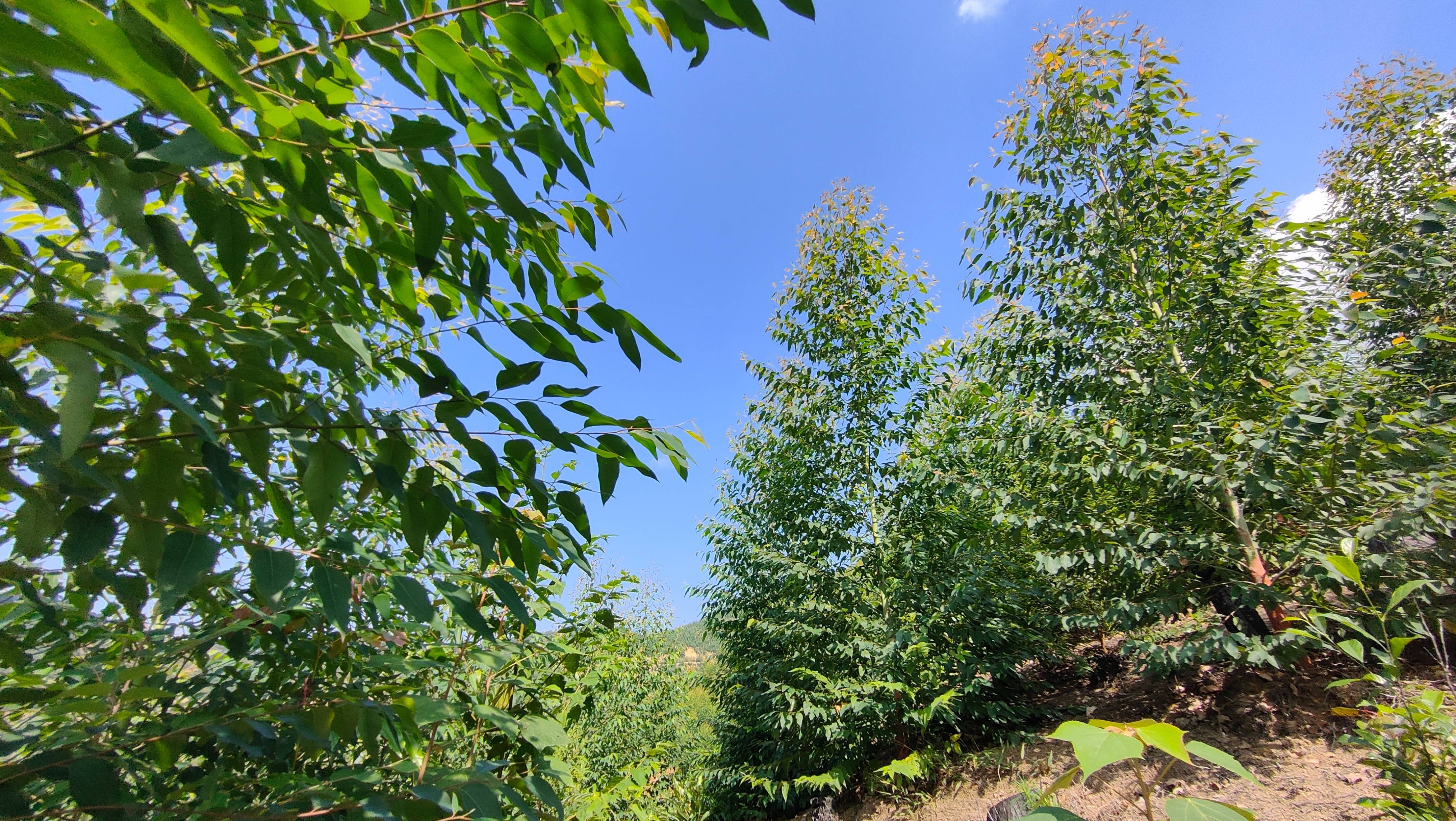 树木_时候_上山