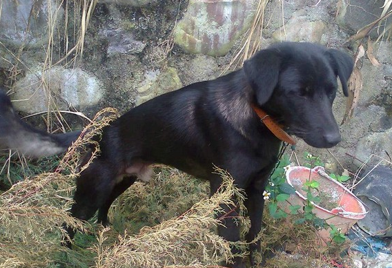 中华田园犬的常见品种,各个省份都不同,有些甚至都不像本土犬种_猎犬