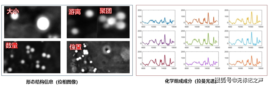 拉曼信号分析技术支撑无标记引领生化检测新范式