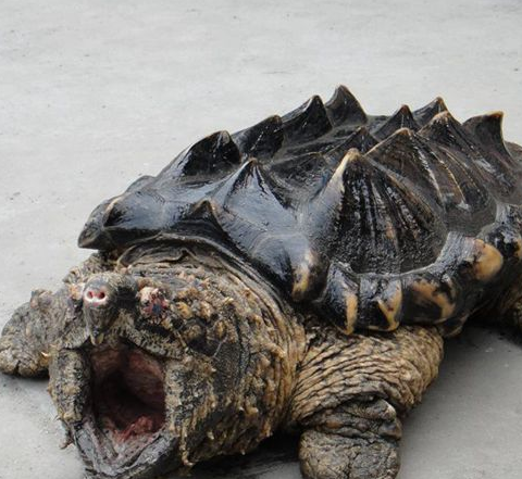 大鳄龟让你知道乌龟也可以和鳄鱼一样强大,厉害了_宠物_因为_猫咪