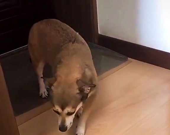 一副畏畏缩缩的样子,像模像样地学起了男主人刚回到家的表情