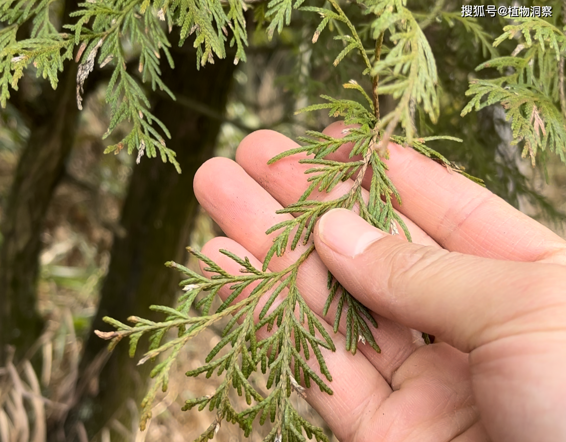 侧柏叶,又称扁柏叶,柏叶,有4大作用,价值极高,农民朋友要了解!