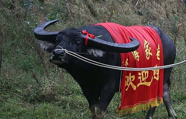 1998年贵州小伙买下一头牛,15年后病逝500人送葬,用茅台酒祭奠_正书