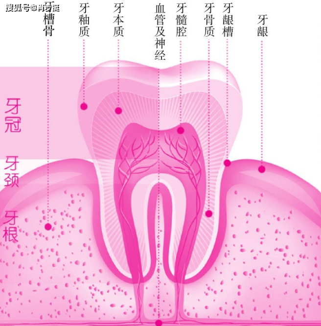 牙床部位图解图片