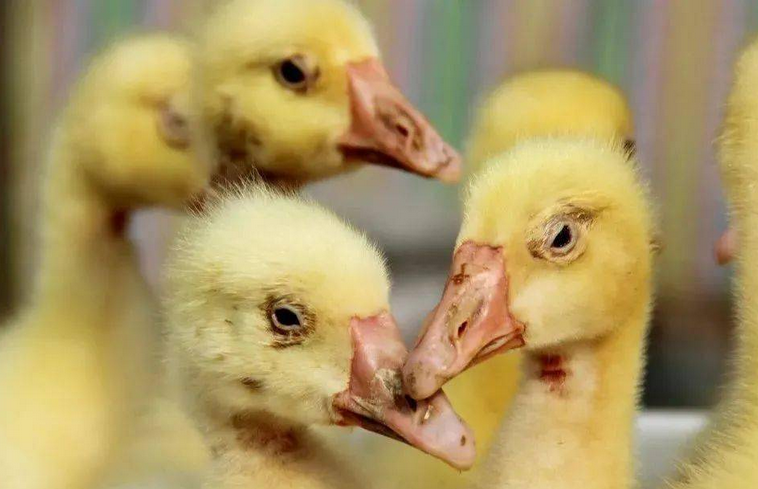 鸭浆膜炎用什么药,鸭浆膜炎的经典配方,养鸭人赶快收藏起来_鸭子_症状