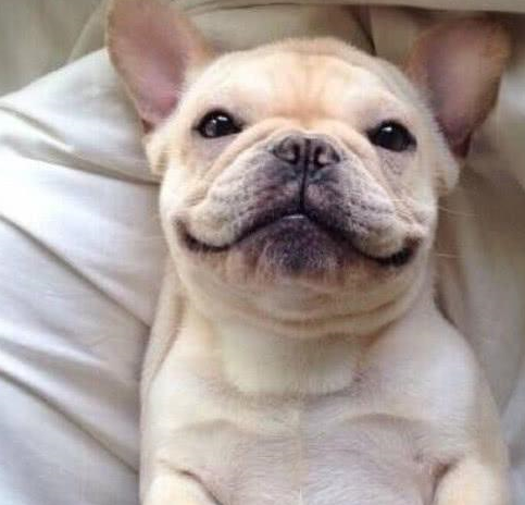 超爱笑的小法斗,看到它心情也会变好_情况_狗狗_肠道