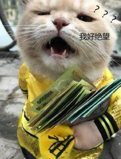 猫咪身怀巨款上街