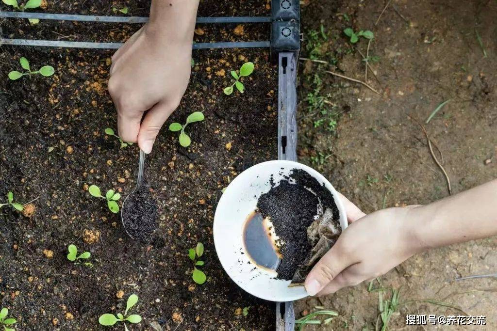 6种防治蜗牛,鼻涕虫和细钻螺很有效的方法,盆栽地栽植物都适用_草木灰