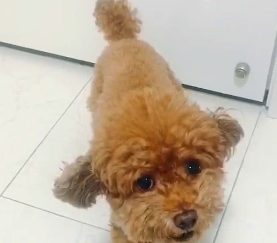 狗狗_金毛_叫声