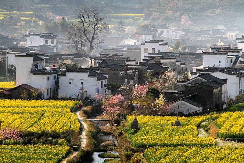 上饶婺源油菜花图片