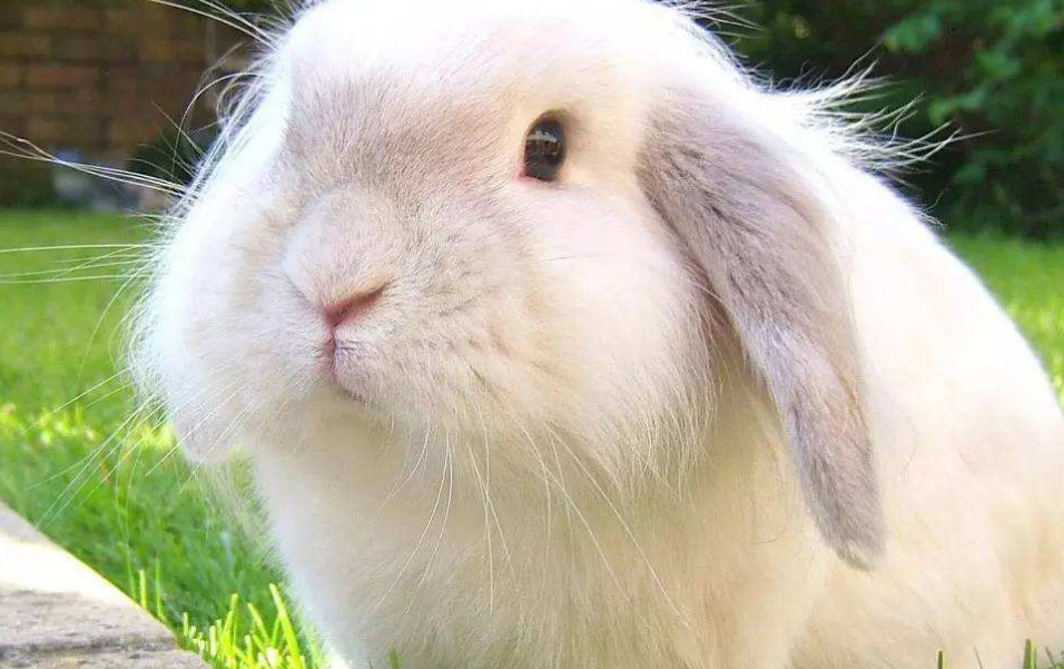 想要养好垂耳兔,这四个注意事项,应该get起来!_主人_兔子_笼子