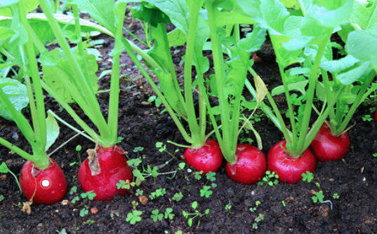 卢顺义:白萝卜,红萝卜,胡萝卜……萝卜真的会加重病情吗?