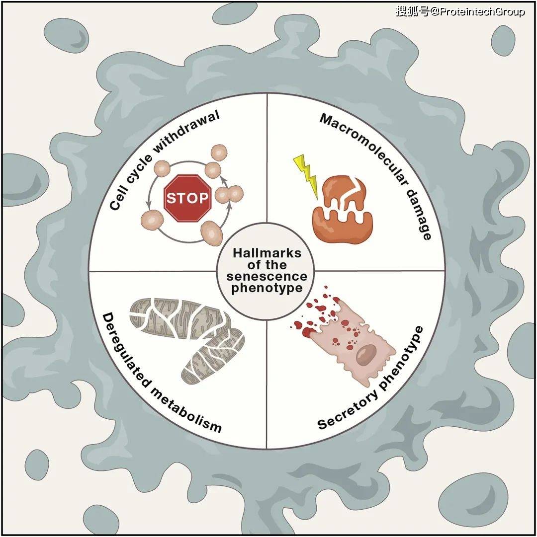 细胞衰老特征示意图图片