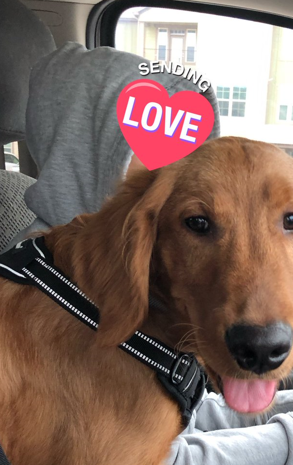 妻子孩子都睡着,金毛狗狗却不停吠叫,他出去一看惊呆