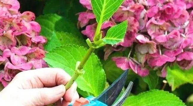 "绣球"别乱处理,叶子"剪错了",小心一年没花看!_修剪_植株_开花